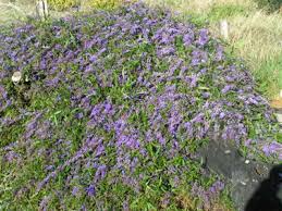 Image result for Hardenbergia comptoniana