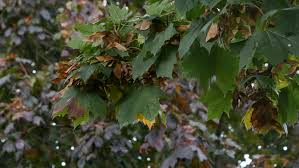 All rights reserved | template by w3layouts. Sycamore Tree With Helicopter Seeds Stock Footage Video 100 Royalty Free 1015906633 Shutterstock