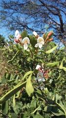 Image result for Baphia massaiensis