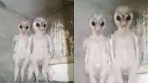 The moon that the nostromo visited has been colonized, but contact is lost. This Viral Video Of Aliens Sighting Will Leave You Scratching Your Head