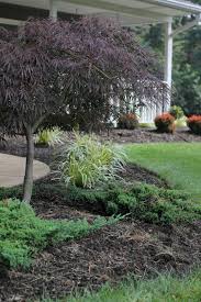 Green Mound Juniper Planted Under A Red Weeping Japanese Maple Simple Landscape Design Landscape Design Canadian Garden Ideas