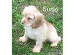 Regular brushing and a trim every few months helps keep the coat free of mats. Puppyfinder Com Cocker Spaniel Puppies Puppies For Sale Near Me In Albertville Alabama Usa Page 1 Displays 10