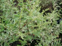 Image result for Ligustrum sinense