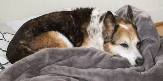 We lov pets carries a wide variety of companion pets to choose from. 6 Cheap Unexpected Dog Essentials We Love Reviews By Wirecutter