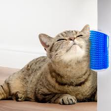 Her Kedi Sahibinin Mutlaka Edinmesi Gereken Kedi Malzemeleri
