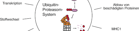 Macropain) ist ein proteinkomplex von 1.700 kda, der im cytoplasma und im zellkern (bei eukaryoten) proteine zu fragmenten abbaut und daher zu den peptidasen. Https Edoc Hu Berlin De Bitstream Handle 18452 16836 Steffen Pdf Sequence 1