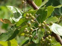 Image result for Crossopteryx