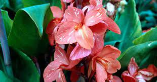 Canna Delaware Plants Planting Flowers Pink Flowers