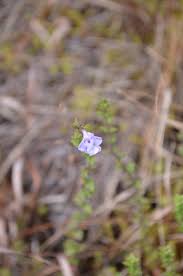 Image result for Lobelia welwitschii