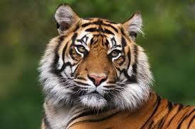 Il mesure entre 80 cm et 1.20 m au garrot. Breve Regardez Ce Tigre Se Ruer Vers La Liberte