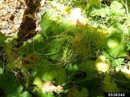 Image result for Cuscuta hyalina