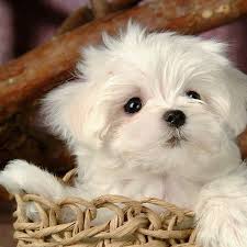 Puppy Lovable Sweet Little Dog Doggy White Black Eye Nose Curly Hair Home House Wicker Basket Brown Sunset Instagram Sunrise Instacool Sum Cute Puppy Wallpaper Maltese Puppy Fluffy Puppies