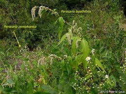 Image result for Persicaria lapathifolia