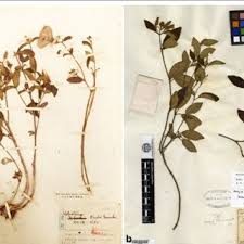 Image result for Melastomastrum segregatum