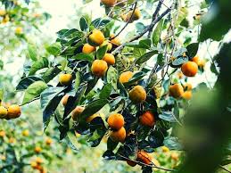 Vườn hồng không hạt tươi tốt trên cao nguyên