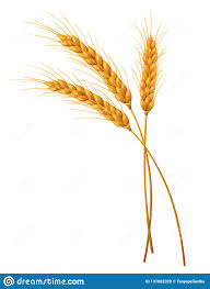 Злаки распространены на всех континентах. 3 Izolirovannyh Koloska Pshenicy Illyustraciya Vektora Illyustracii Naschityvayushej Padenie Prazdnestvo 131062329