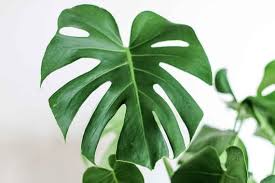 Pin On Plants