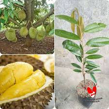 Durian harvests specializes in malaysia's musang king durian variety which is also known as mao shan wang or d197. Jual Mandiri Bunga Bibit Bibit Durian Musangking Tanaman Murah Juni 2021 Blibli