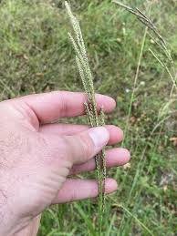 Image result for Paspalum urvillei