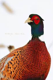 Bird With Red Neck A Close Up Portrait Shows Off Detail Of The Markings On A Ring Necked Pheasant S Face And Neck As Well As I Wild Birds Photography Wild Birds Bird Photography
