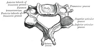 Check spelling or type a new query. Anatomy Head And Neck Cervical Vertebrae Article