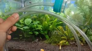 Lumut, kerak, serta kotoran ikan yang mengendap, akan membuat air menjadi keruh dan mengurangi kadar oksigen di dalam akuarium. Cara Membersihkan Dasar Akuarium Aquascape Teknik Tani Ikan