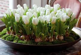 How to grow tulip flower? Kisin Evde Bir Tencerede Laleler Nasil Yetistirilir Kazmak Ne Zaman Ve Ne Siklikla Lale Sogani Evde Saklamak Icin Hazirlamak