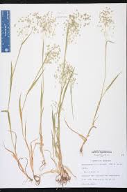 Image result for Briza minor