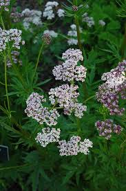 Image result for Valeriana capensis