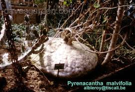 Image result for Pyrenacantha