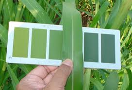 about leaf color chart lcc