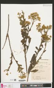 Image result for Pleiotaxis pulcherrima