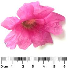 Image result for Petal Pink 1958 General Electric