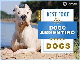 7 Best Foods To Feed Your Adult And Puppy Dogo Argentino