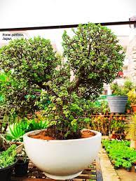 The main conservation work carried out by the zoo is with its intensive breeding program on endangered crocodiles. Home Gardens The Perfect Gardening Home Facebook