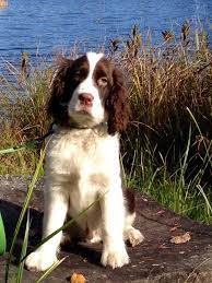 Theodore English Springer Spaniel Bench Posing For A Beautiful Picture Spaniel Breeds Akc Dog Shows Springer Spaniel