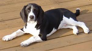 Check spelling or type a new query. Foxhound Black And White Off 55 Www Usushimd Com