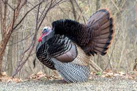 At the age of 2, most turkeys will have a beard between 9 and 10 inches (23 and 25 cm). Photo Of The Week The Turkey S Iconic Tail Is A Spring Thing Natural Areas Notebook
