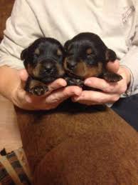 They are almost two months old, with two girls, one of whom is. Rottweiler Pets And Animals For Sale Minnesota