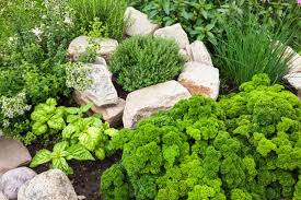 Unfortunately not all plants can be grown everywhere. Herb Gardening 101 Co Op Welcome To The Table