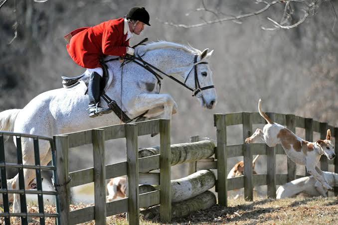 A New World tradition of horses and hounds - Los Angeles Times