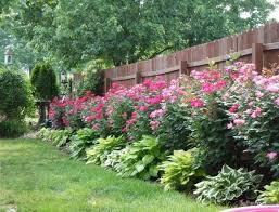 Cover For The Fence Walls With Shrubs Climbing Plants Climbing Cover Fence Plants Backyard Landscaping Designs Small Backyard Gardens Fence Landscaping