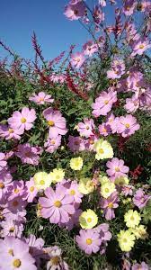 Cosmos Cosmos Flowers Flowering Trees Wild Flowers