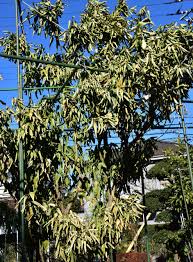 ミカンの木が枯れてきた 撮影日記