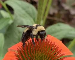 Image result for Bombus consobrinus