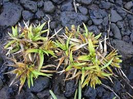 Image result for Pycreus niger