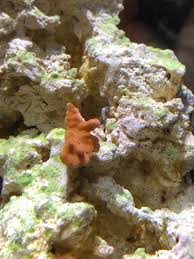With over 1,600 locations across north america, petsmart is one of the premi. Nano Build Purple Helix Coralline Algae In A Bottle Reef2reef Saltwater And Reef Aquarium Forum