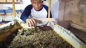Mengetahui #ara budidaya maggot dengan menggunakan berbagai media. Melihat Pontensi Budidaya Belatung Solusi Mengurai Sampah Organik Sekaligus Maraup Uang Halaman 2 Tribunnews Com Mobile