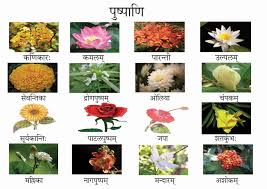 Names and pictures of all flowers. Unique Flowers Name And Images In Hindi Top Collection Of Different Types Of Flowers In The Images Hd