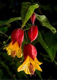 Image result for Abutilon rehmannii